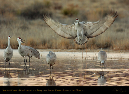 SandhillCrane_DuskLanding_7162