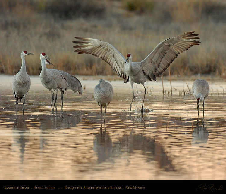 SandhillCrane_DuskLanding_7167M