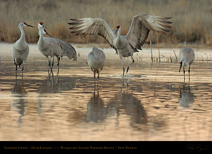 SandhillCrane_DuskLanding_7168