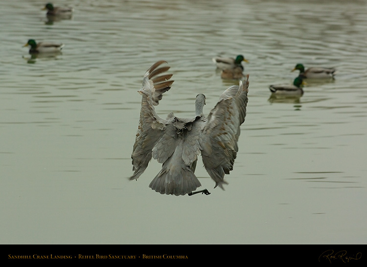 SandhillCrane_Landing_8793