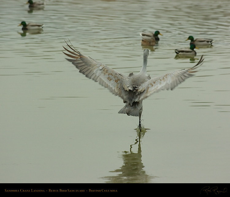 SandhillCrane_Landing_8794M