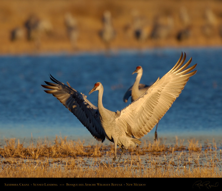 SandhillCrane_Landing_X6702M