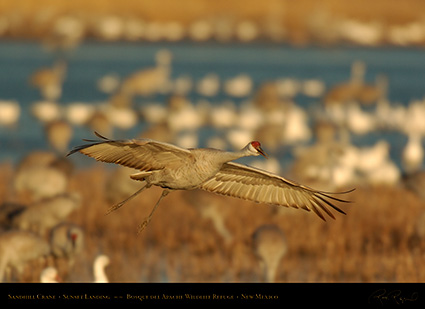 SandhillCrane_SunsetLanding_5790