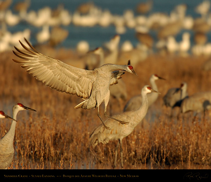 SandhillCrane_SunsetLanding_5792M