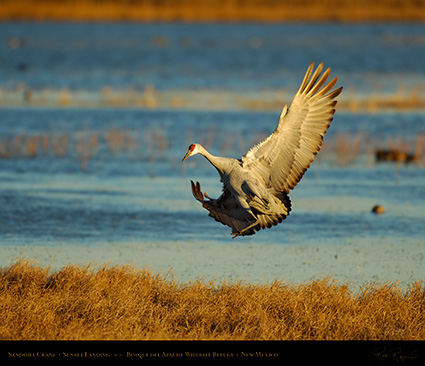 SandhillCrane_SunsetLanding_X3427M