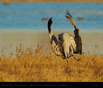 SandhillCrane_SunsetLanding_X4010M