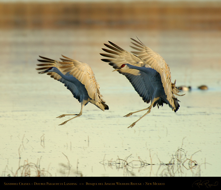 SandhillCranes_DoubleParachuteLanding_X9508M