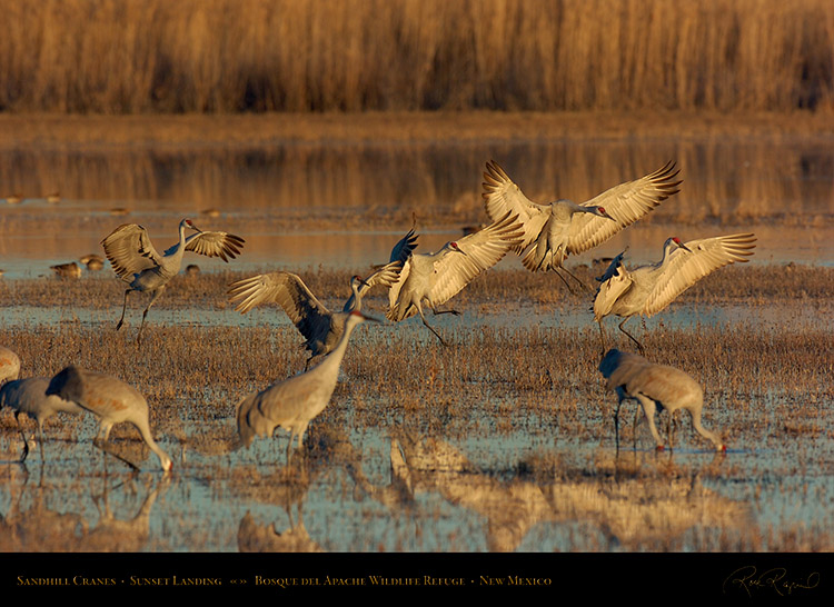 SandhillCranes_SunsetLanding_3145