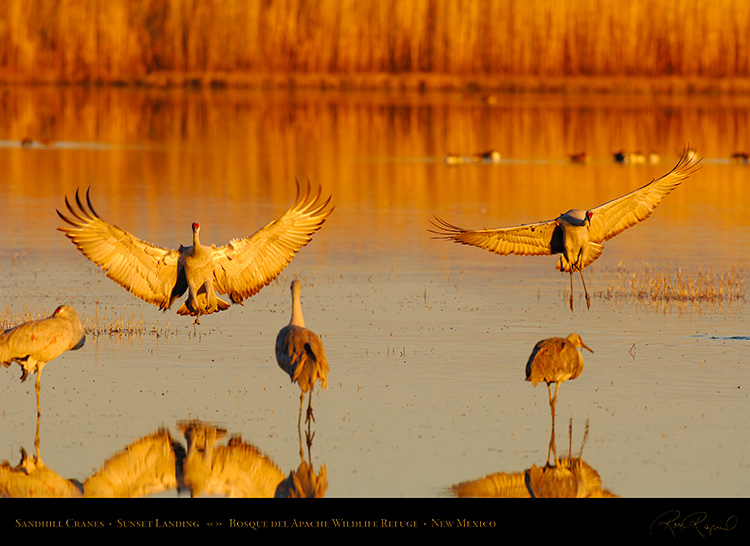 SandhillCranes_SunsetLanding_X0676