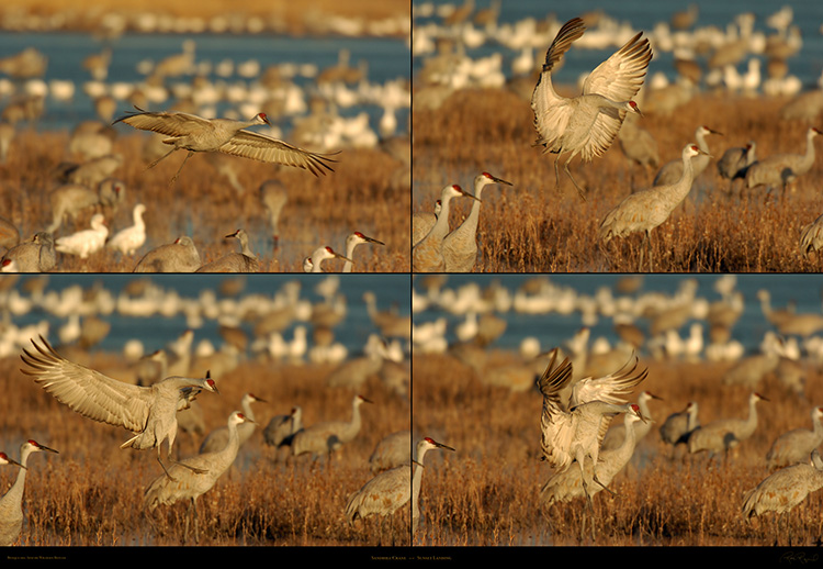 Sandhill_Crane_Sunset_Landing_XXL