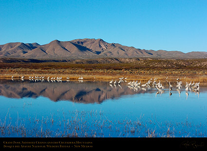 Bosque_Crane_Pool_Chupaderas_3367