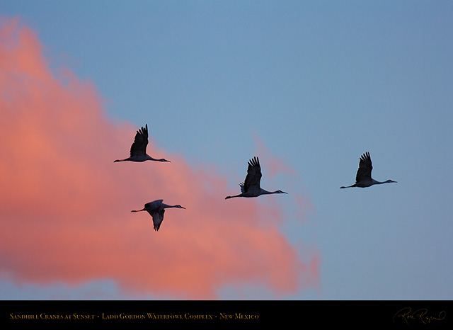 Ladd_Gordon_Sandhills_at_Sunset_HS8377