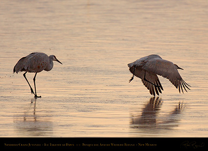 SandhillCraneJuvenile_IceTakeoff_atDawn_X3582