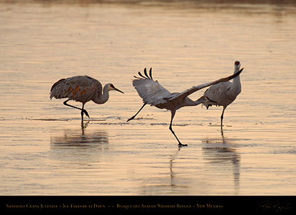 SandhillCraneJuvenile_IceTakeoff_atDawn_X3590