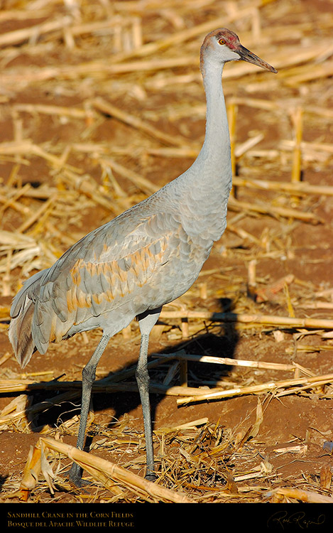 SandhillCrane_2421M