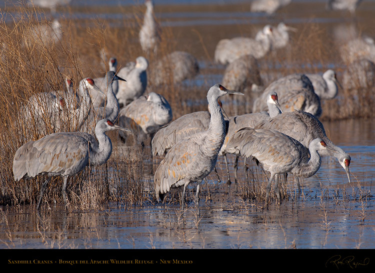 SandhillCranes_X8922