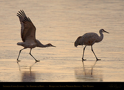 SandhillCraneJuvenile_IceTakeoff_atDawn_X3563