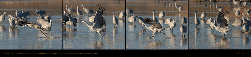 SandhillCrane_Counter-Wind_Takeoff_LG