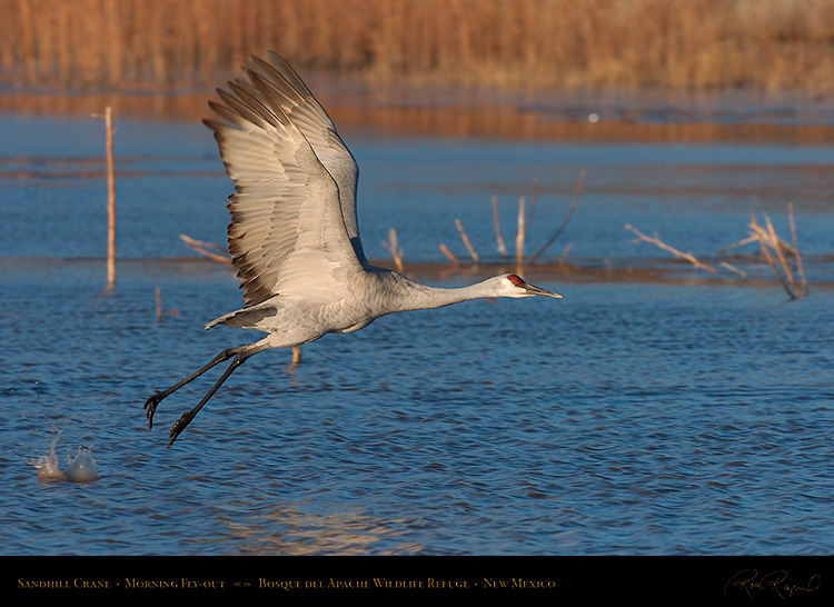 SandhillCrane_MorningFlyout_4759