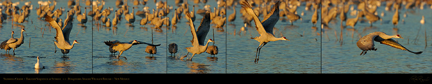 SandhillCrane_SunriseTakeoff_4691-95LG