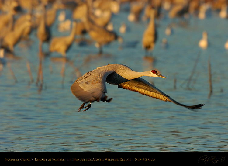 SandhillCrane_SunriseTakeoff_4695