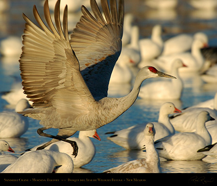 SandhillCrane_Takeoff_4610M