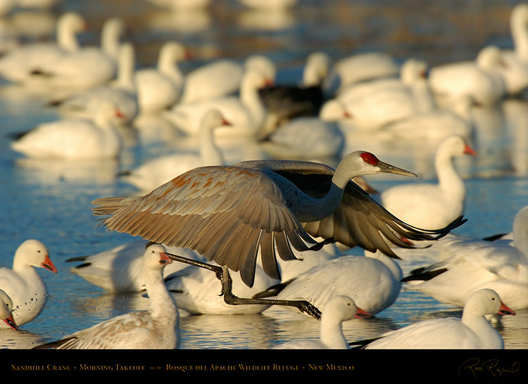 SandhillCrane_Takeoff_4611