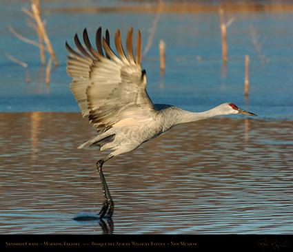 SandhillCrane_Takeoff_5813M