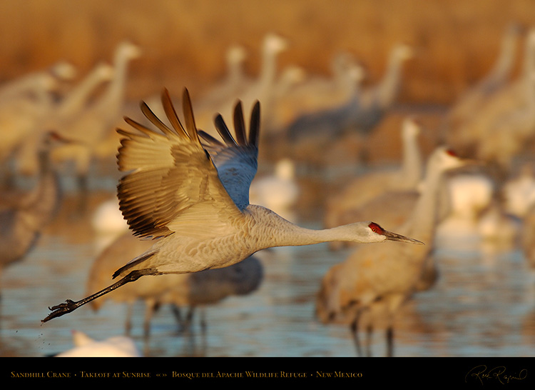 SandhillCrane_Takeoff_X9361