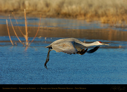 SandhillTakeoff_4710