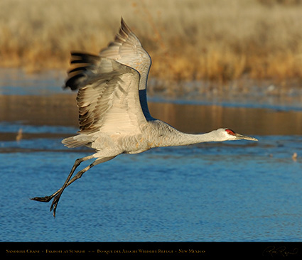 SandhillTakeoff_4711M