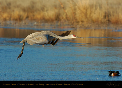 SandhillTakeoff_4712