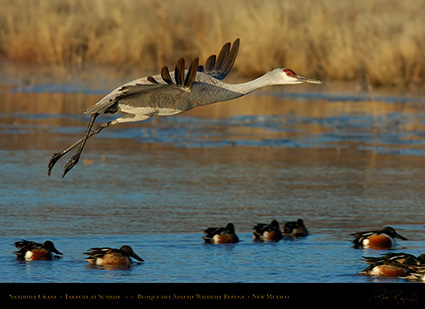 SandhillTakeoff_4714