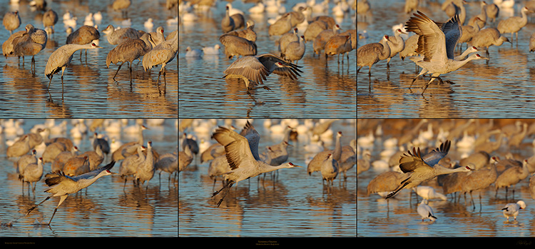 Sandhill_Crane_Flyout_Sequence_XXXL