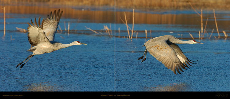 Sandhill_Takeoff_Pair_SXL