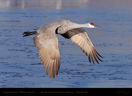 SandhillCrane_MorningFlyout_HS0717