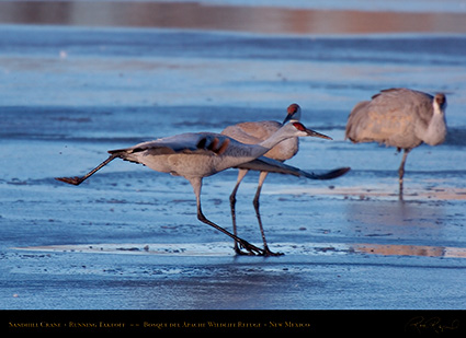 SandhillCrane_RunningTakeoff_HS0542