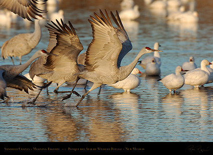 SandhillCrane_Takeoff_X9427