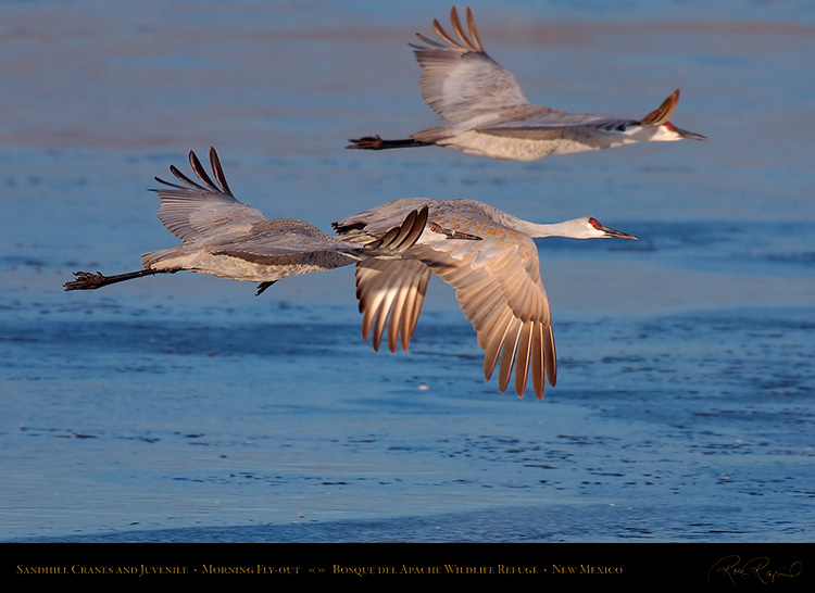 SandhillCranes_Flyout_HS0537