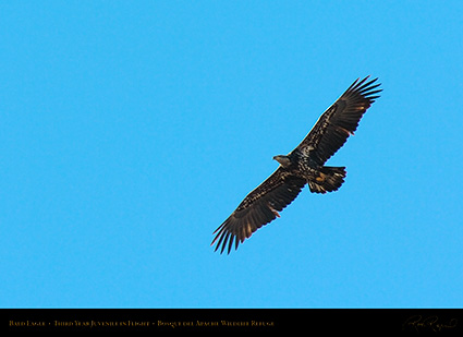 BaldEagle_3rdYear_Juvenile_4776