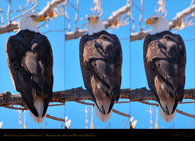 BaldEagle_ClosePortraits_SXL