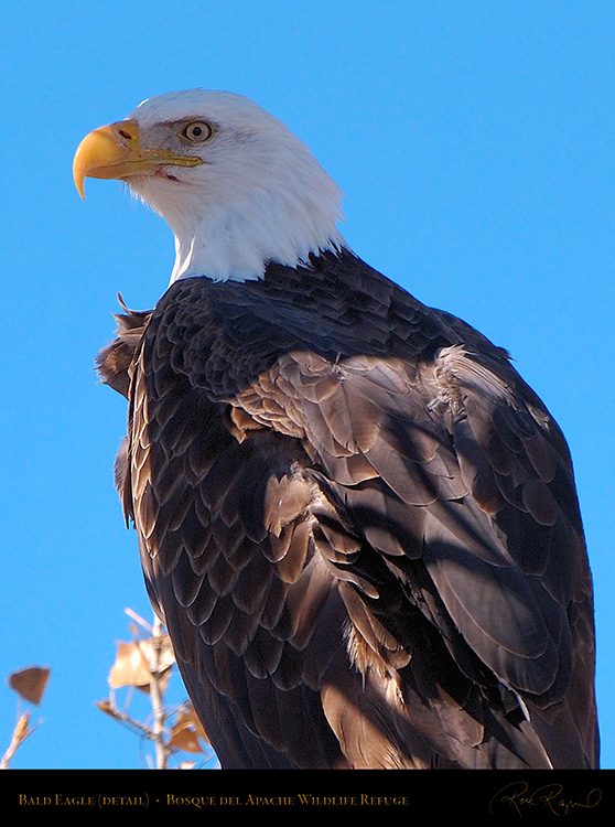 BaldEagle_Detail_X6611_XLc