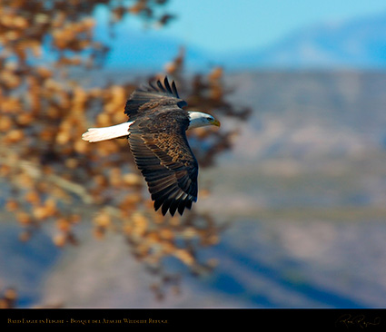 BaldEagle_Flight_3387