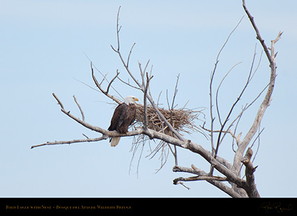 BaldEagle_withNest_X0977