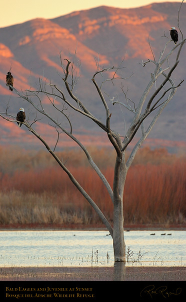 BaldEagles_andJuvenile_4295