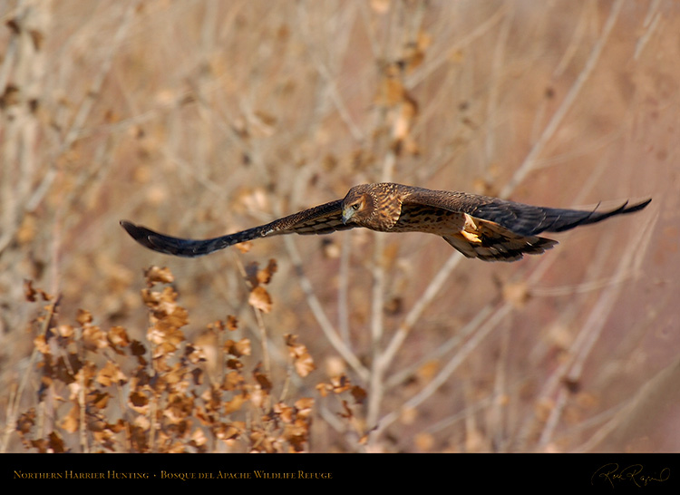 Harrier_Hunting_5118