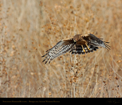 Harrier_Hunting_5128M