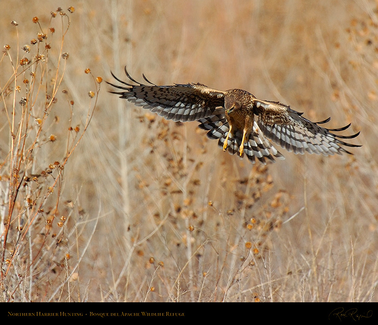 Harrier_Hunting_5130M