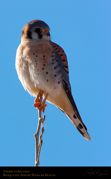 Kestrel_6021