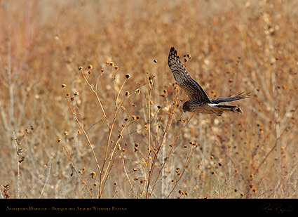 NorthernHarrier_4129